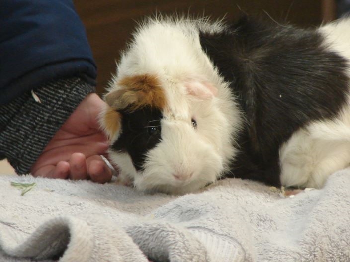 Black, tan and white cavy in 4-H Show