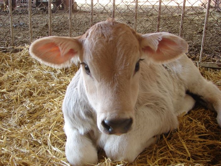 A dairy calf laying down in the barn