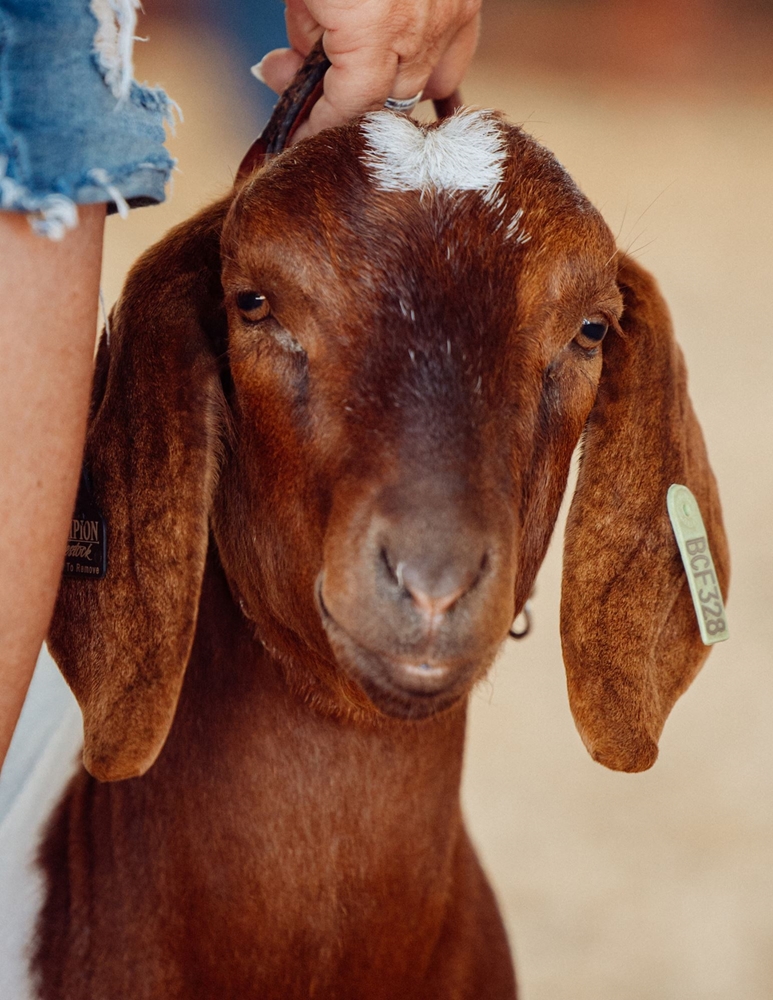 Boer goat looking at camera