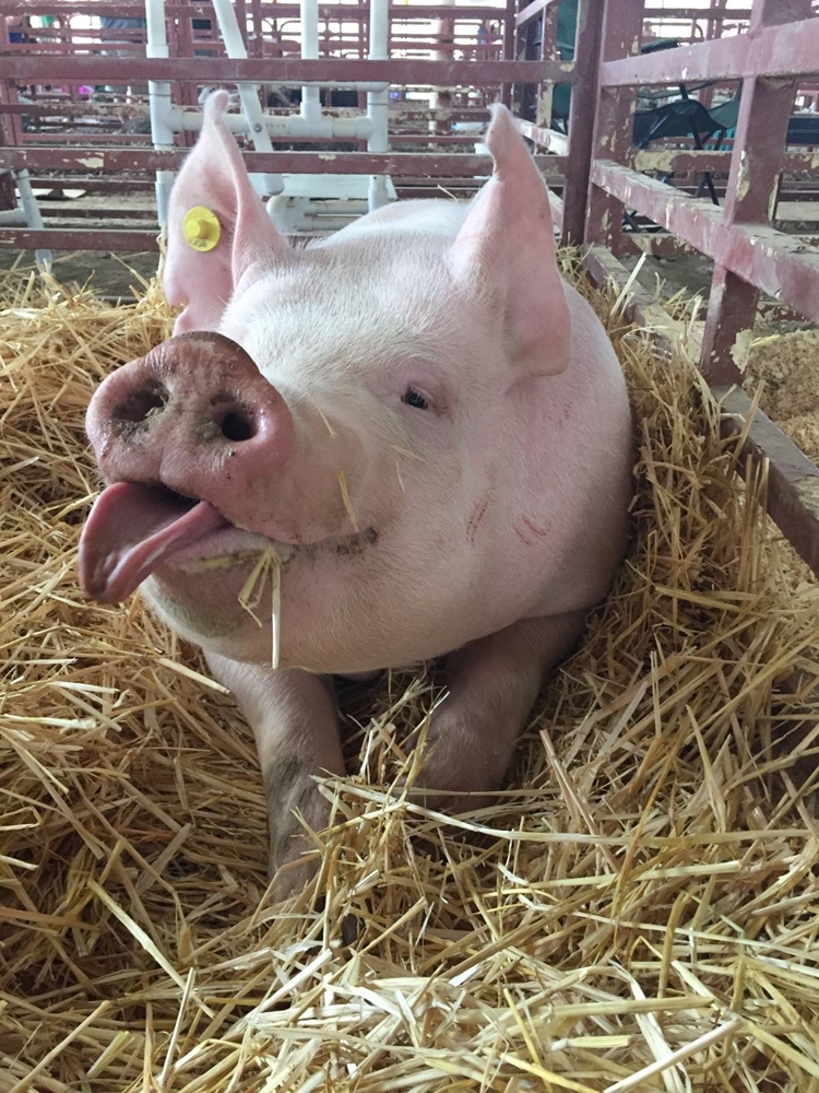 A cute picture of a white pig sticking its tongue out