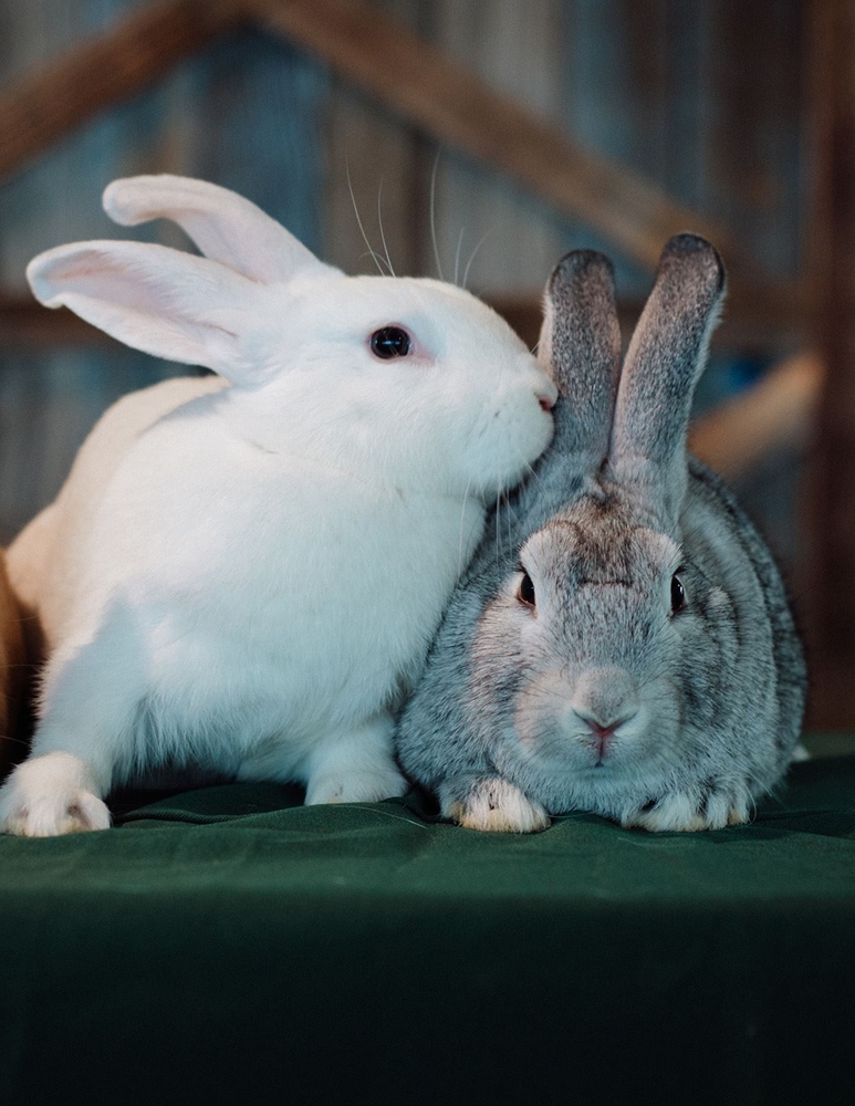 White rabbit whispering in a grey rabbit's ear