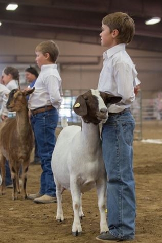 Kids showing Sheep in 4-H Round Robin event
