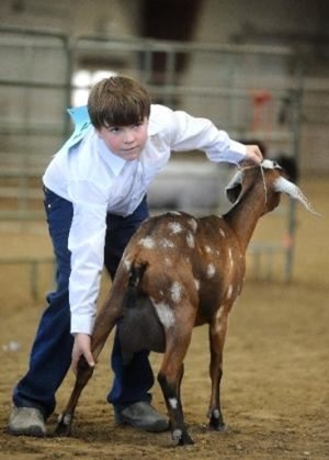 4-H youth showing a dairy goat in Round Robin event