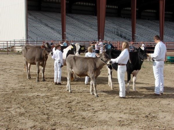 4-H youths showing their dairy cows in a class at the fair