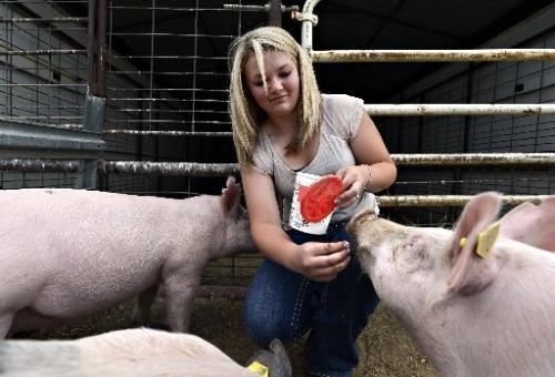 An exhibitor feeding her white pigs a treat