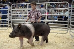 A young 4-H boy showing his black and white pig in the Indoor Arena