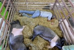 A boy sleeping in pen next to two pigs