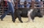 4-H youth walking a black and white swine