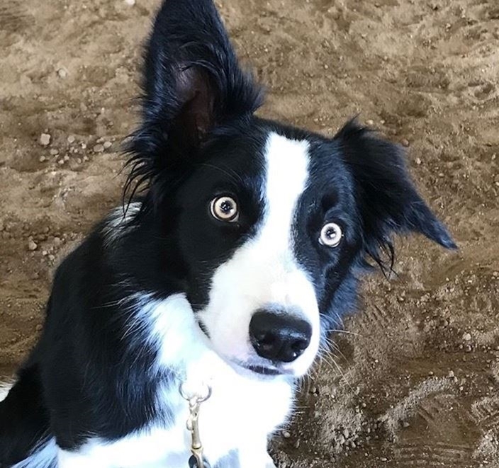 Black and white Border Collie dog looking into camera