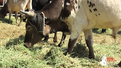 California Rodeo Salinas Livestock Program Overview-2015