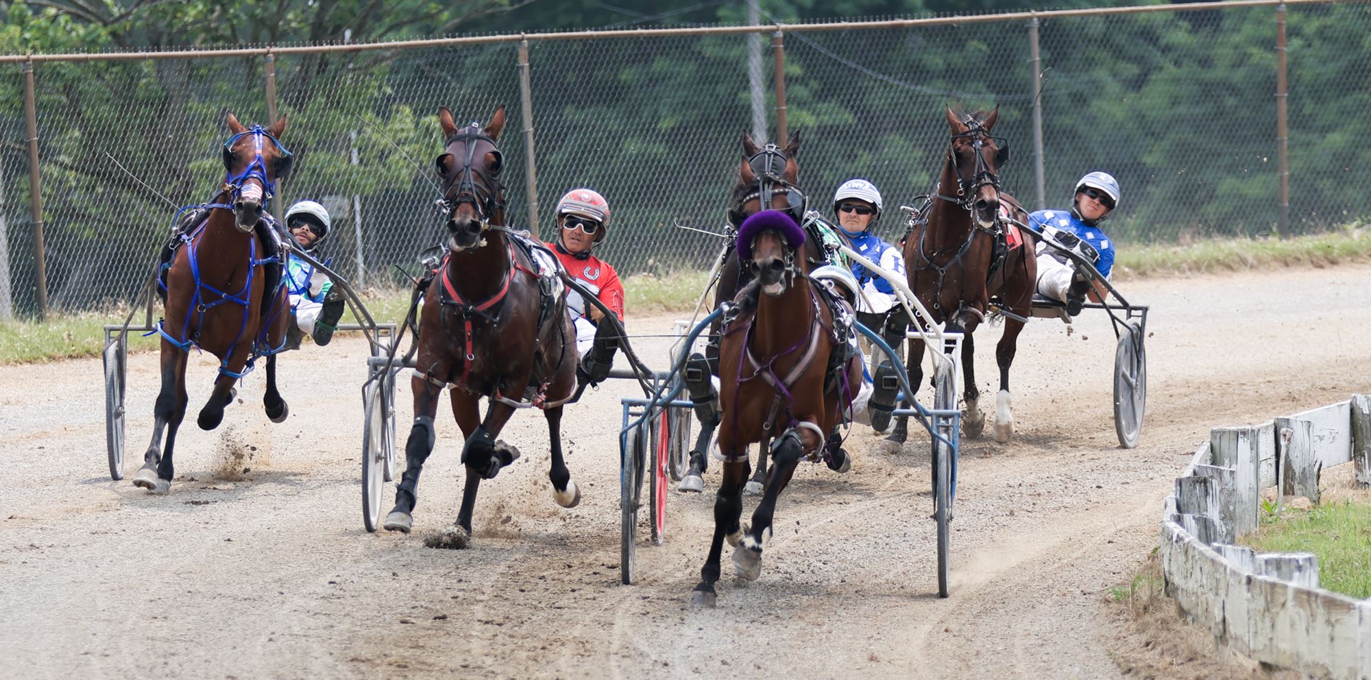 Harness Racing - Filly
