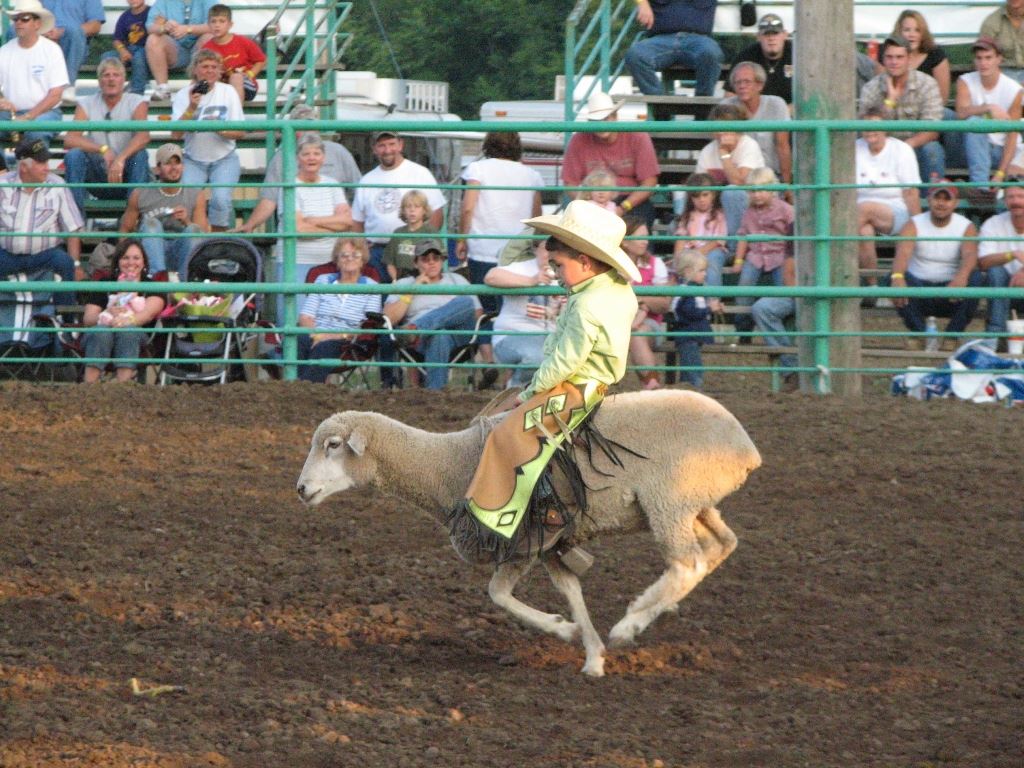Mutton Busting