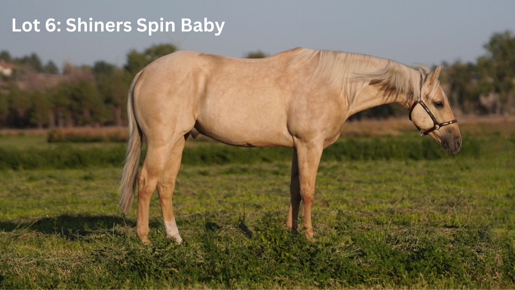 Horse Sale and Stallion Row