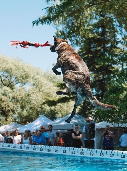 Ultimate Air Dogs National Cherry Festival