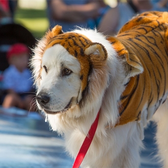 Kids Pet Show