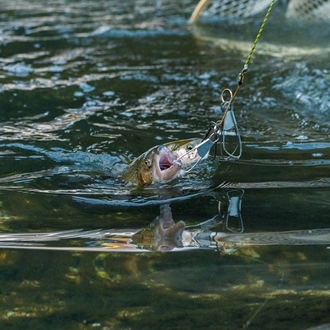 Fish Identification Game