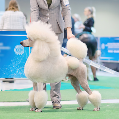 Vancouver Kennel Club Dog at Clark County Fairgrounds in Portland, OR