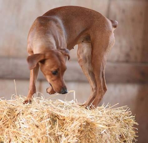 Barn Hunt Rats RiverRat Barn Hunt