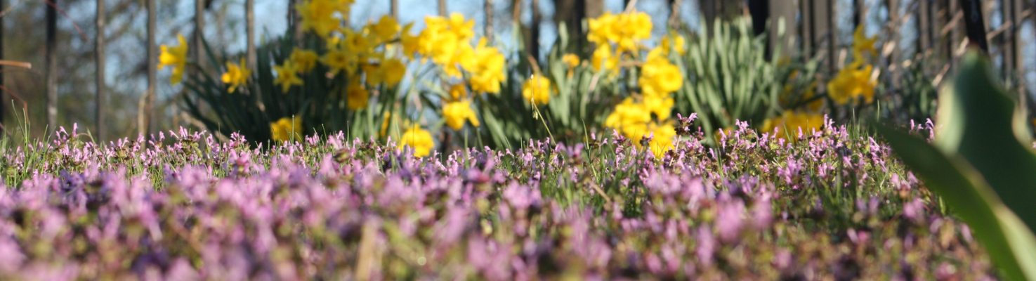 Springy Land Spring