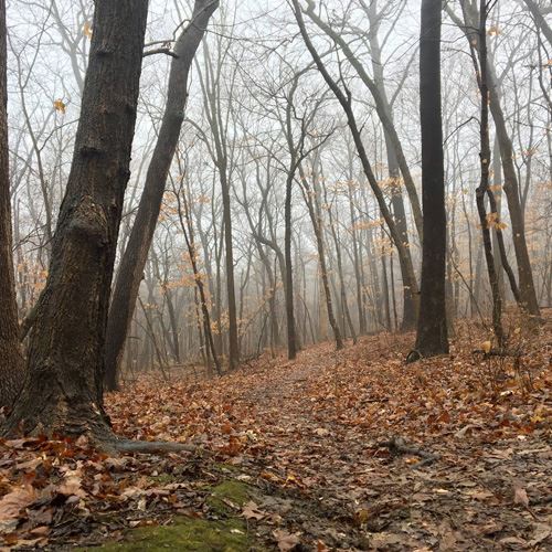 Maple Woods Natural Area