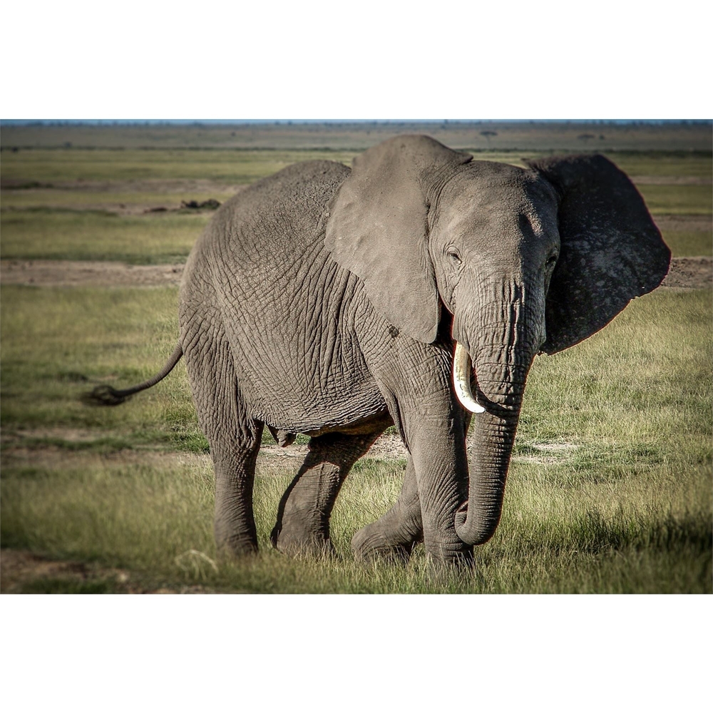 Kenya Elephant 