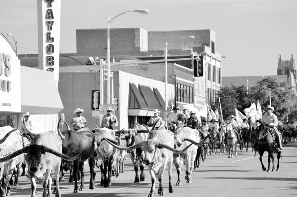 Cattle drive 2015