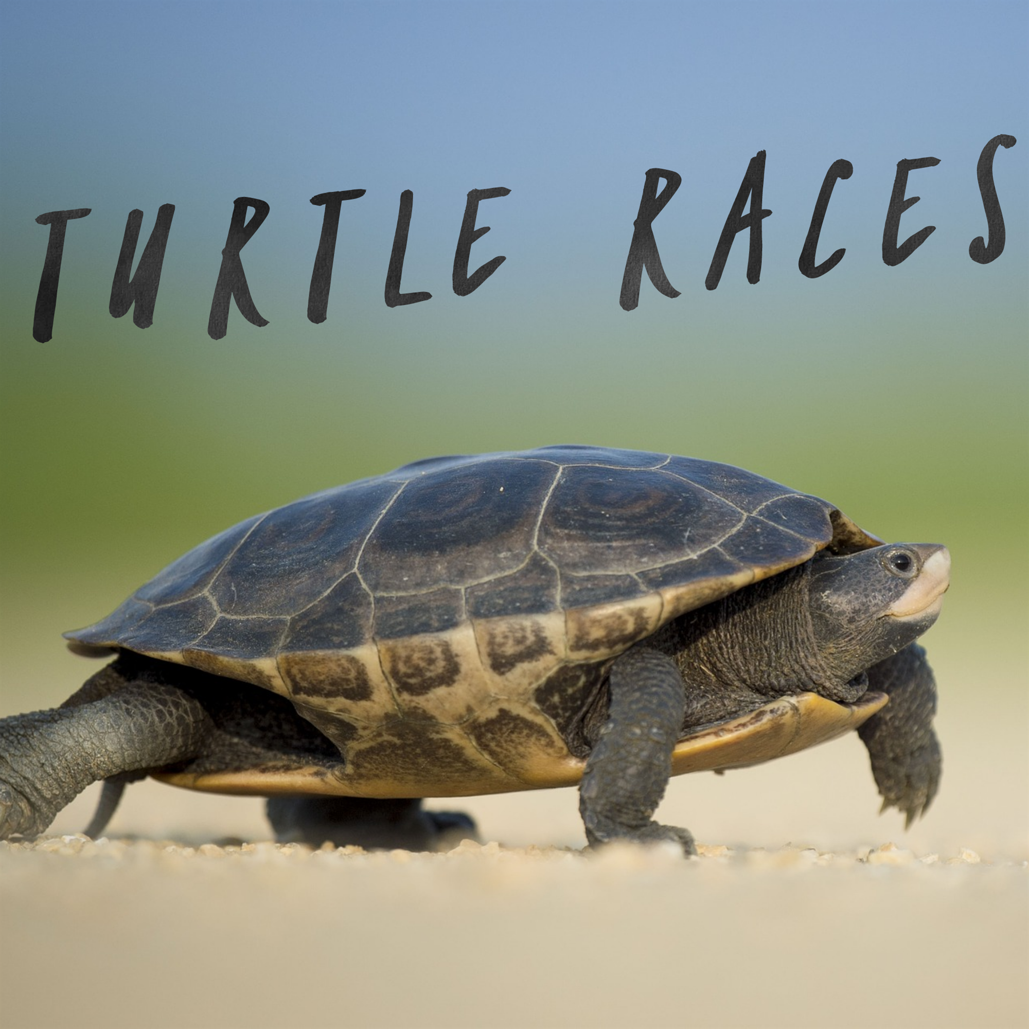 Turtle Races