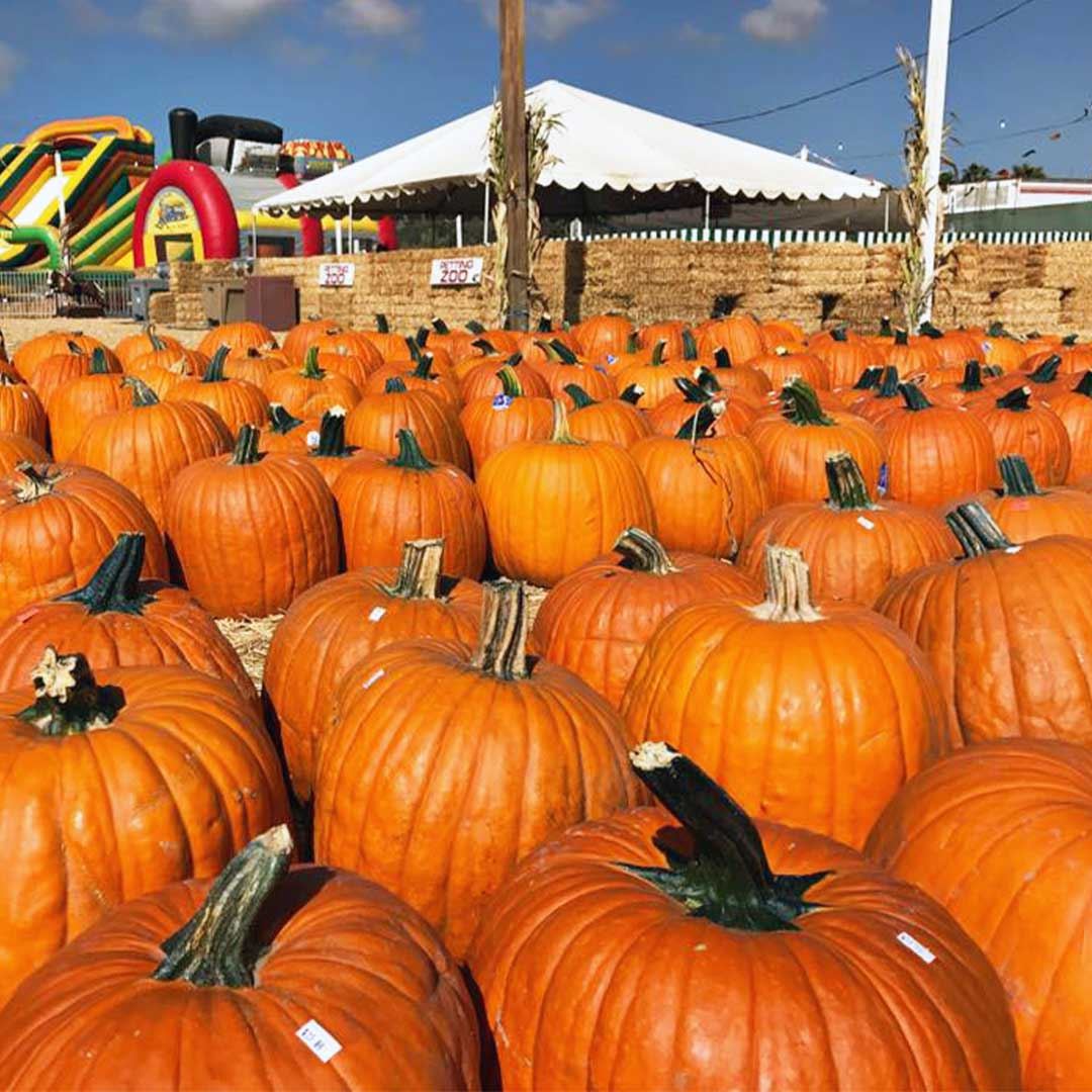 Pumpkin Station