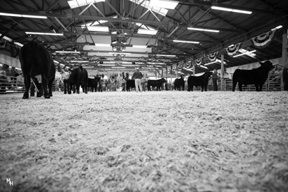 Douglas County Fair Rodeo Douglas County Fair, 2022, Colorado