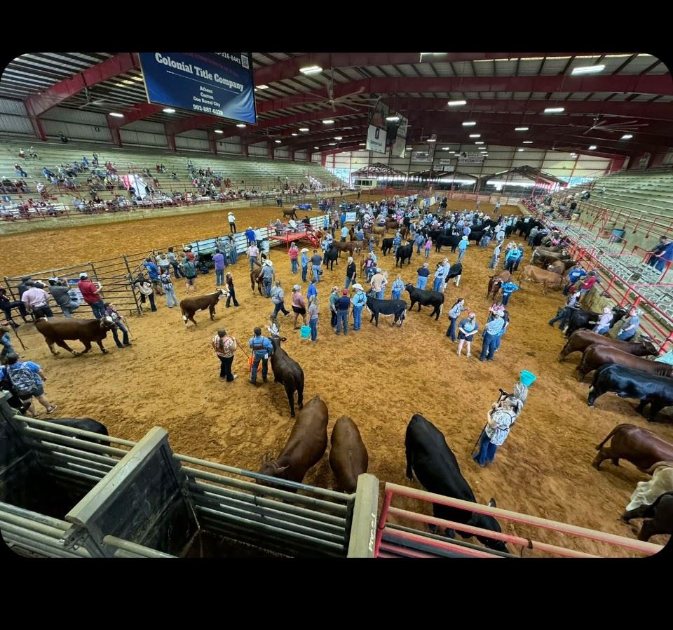 Livestock Show East Texas State Fair livestock-show-east-texas-state-fair