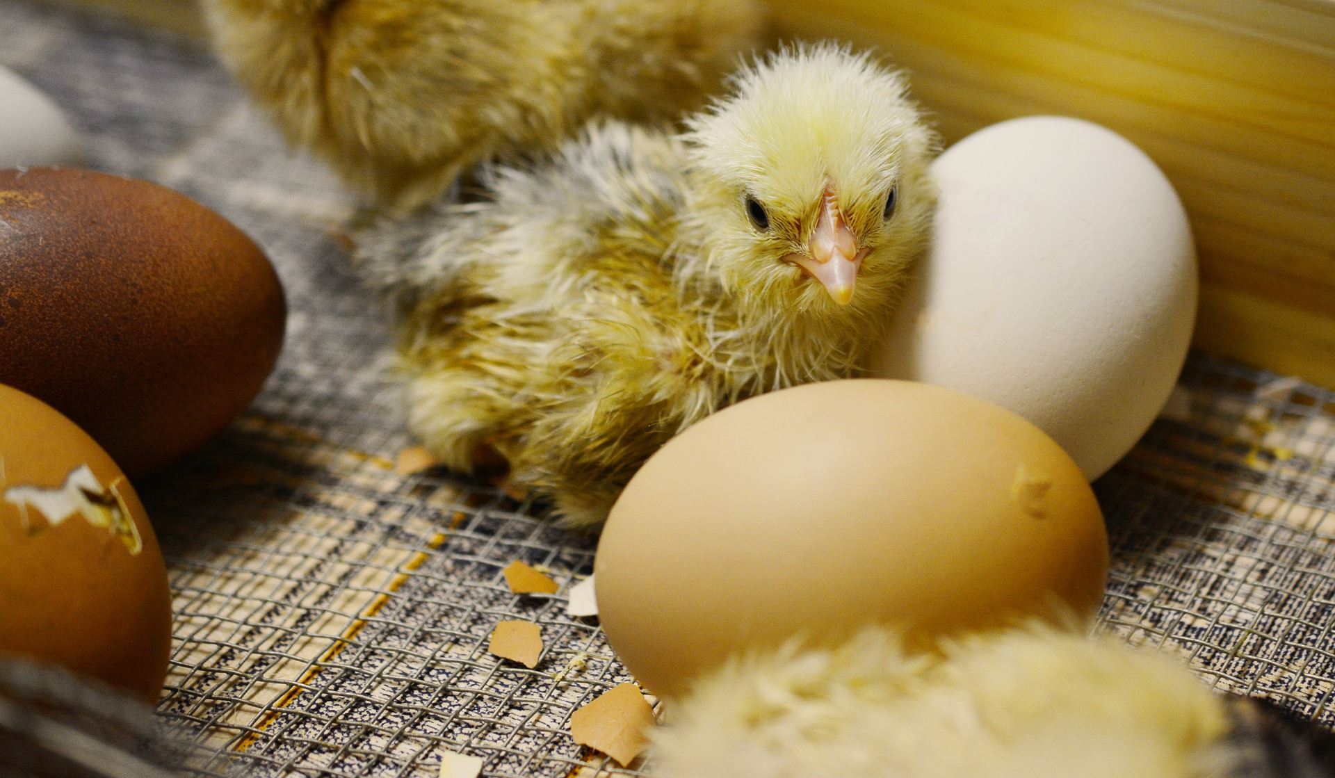Chick Hatching Display Attractions and Exhibits | East Texas State Fair