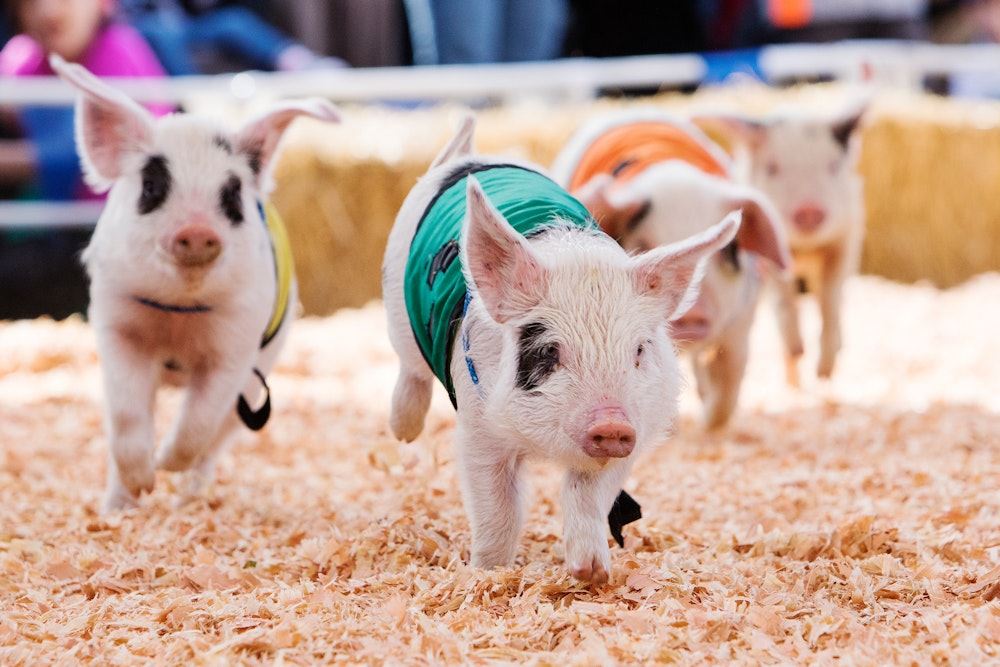 Texas Rodeo Pig Rae's Attractions and Exhibits | East Texas State Fair