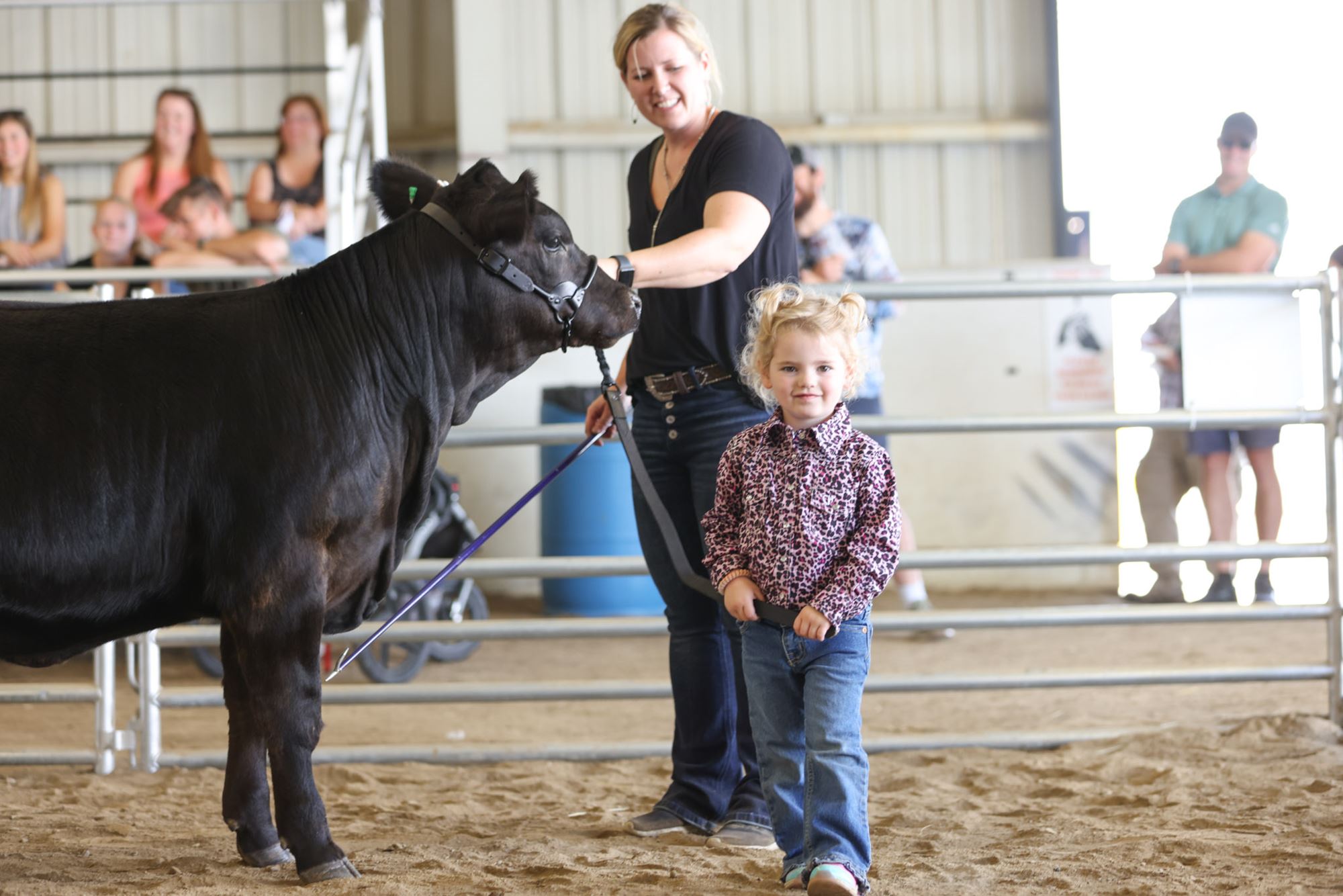 Open Beef Show