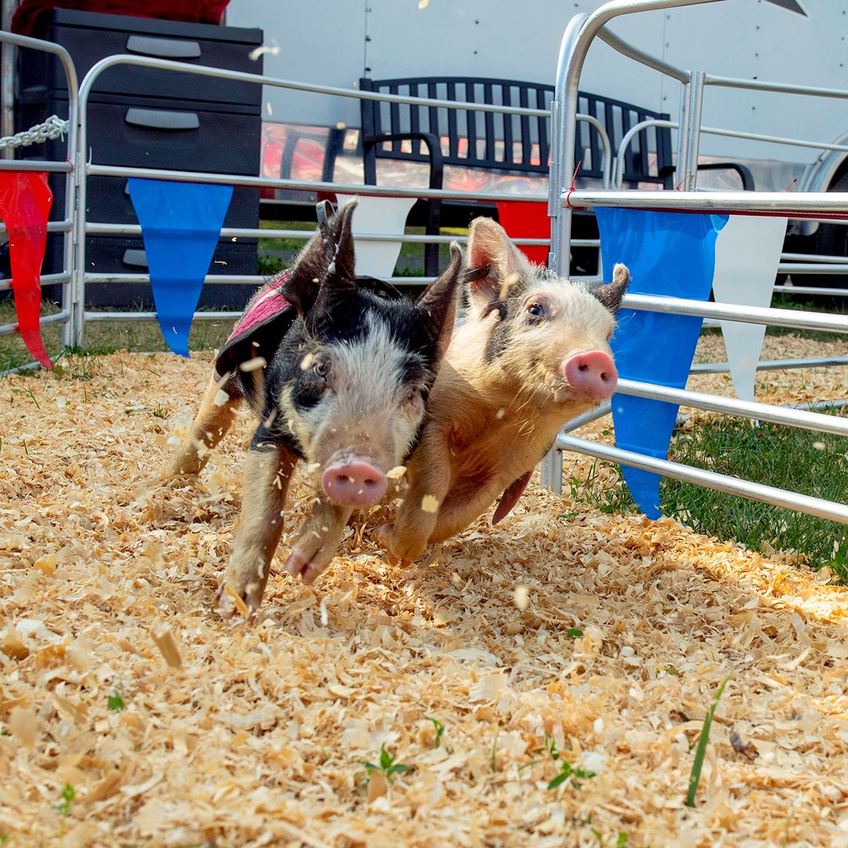 Pigs racing