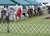 This is a photo of multiple dogs lined up in a grass outdoor dog show ring.