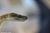 This is a photo of a the side view of the head of a snake.