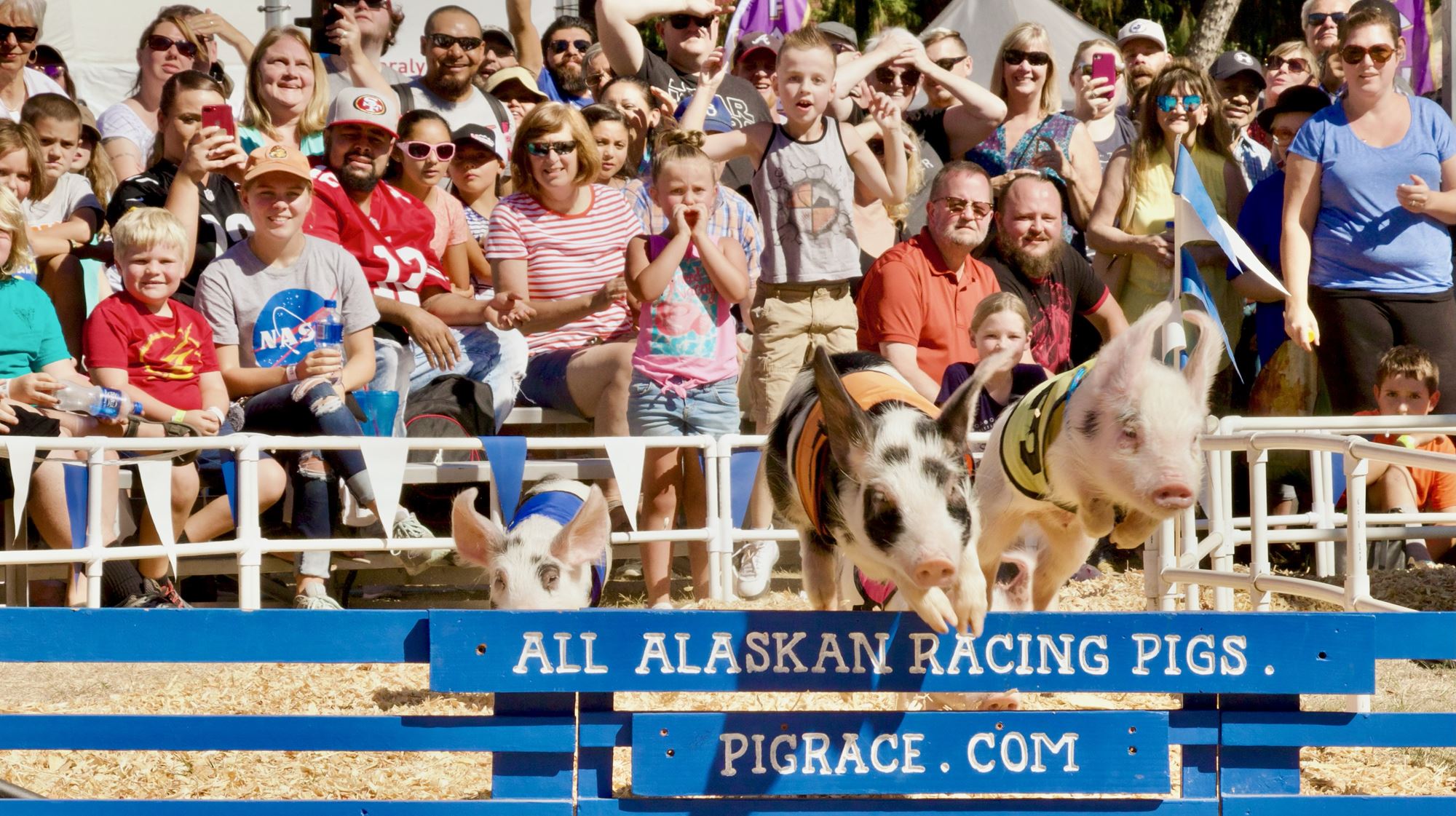 ALL-ALASKAN RACING PIGS