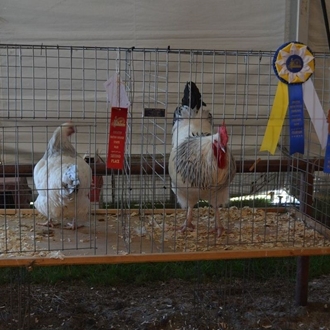 2013 Agriculture/Livestock Shows