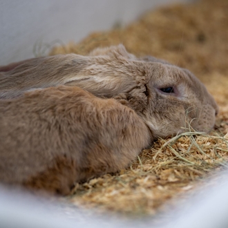 Rabbit Show & Exhibit