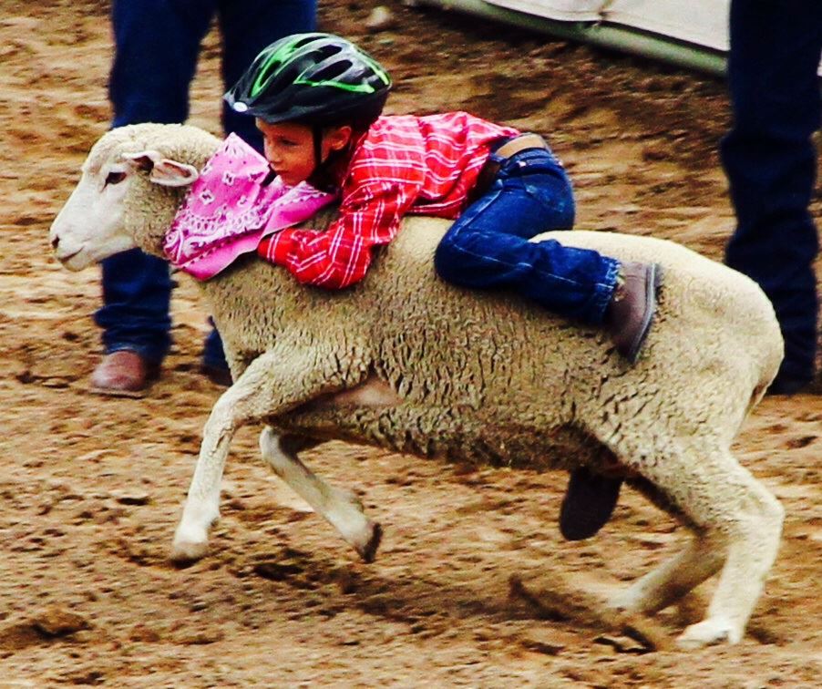 Mutton Ride Attractions