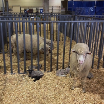 2013 HEART O’ TEXAS FAIR & RODEO ALL NEW BIRTHING  CENTER GIVES NEW LIFE TO AG EDUCATION