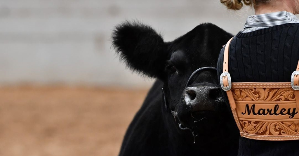 Harris County Fair and Rodeo