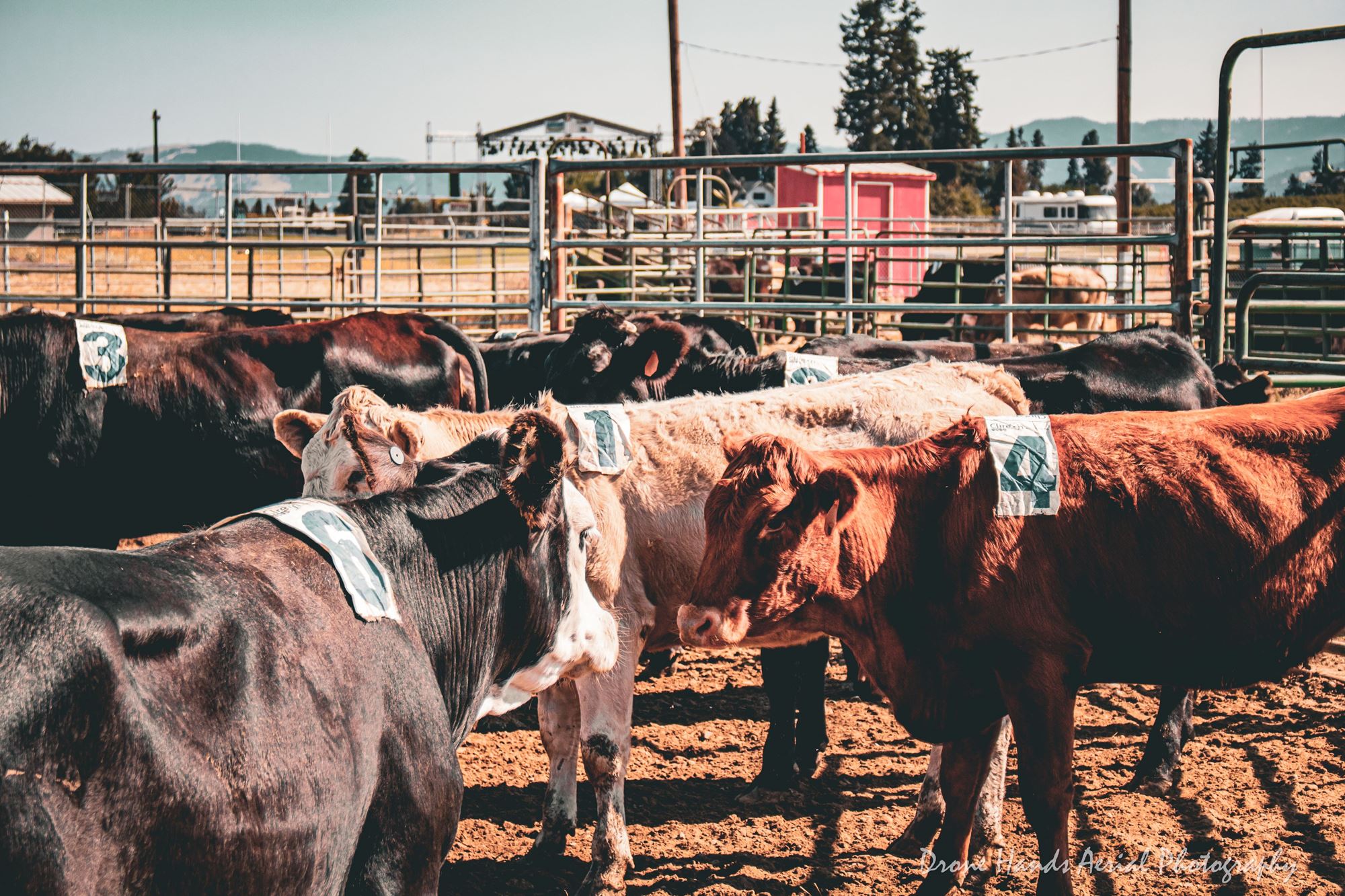 Cattle Ranch Sorting Ranch Sorting25