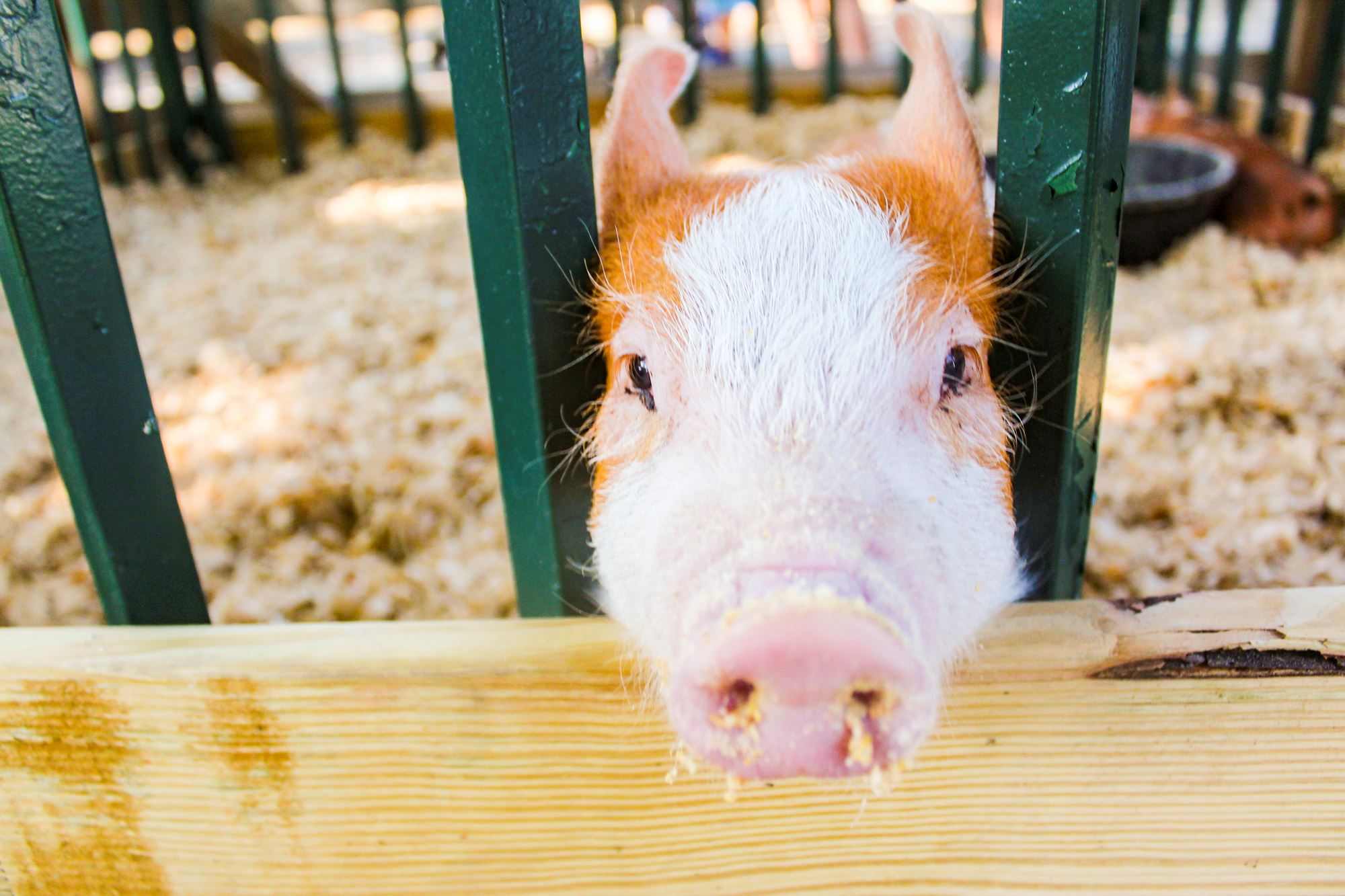 Indiana State Fair Livestock Information indiana-state-fair-livestock-information