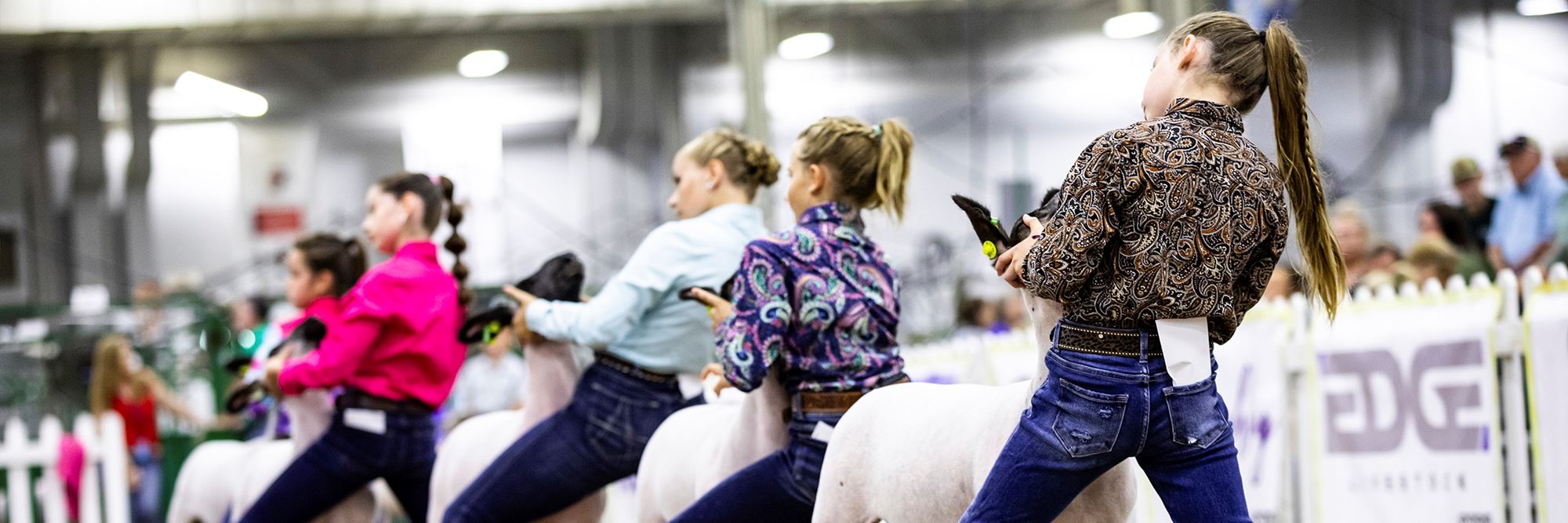 Indiana State Fair Livestock Information indiana-state-fair-livestock-information