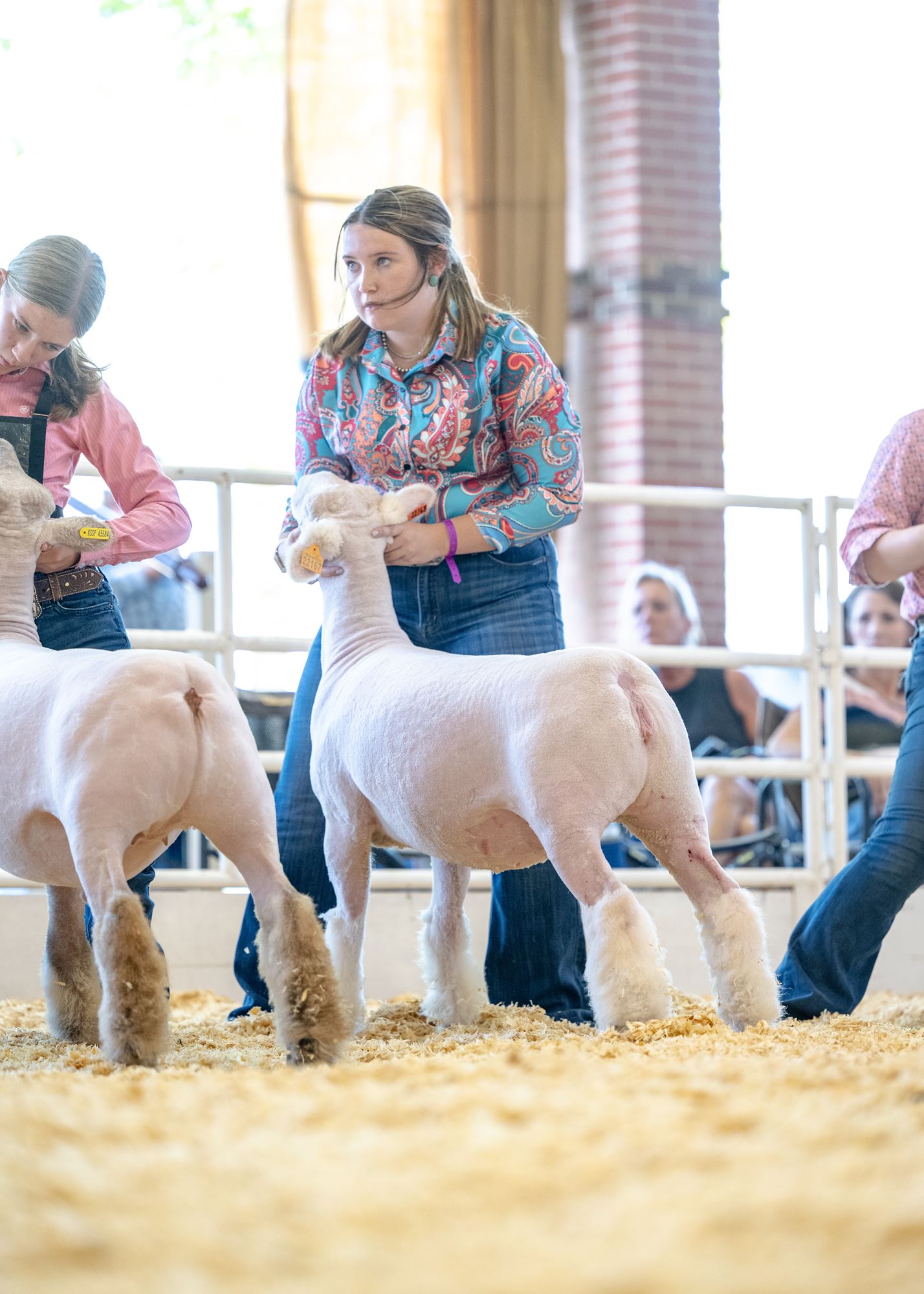 4H/FFA Sheep Showmanship