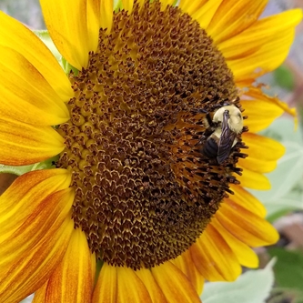 Kansas State Fair to have "Pollinator Party" June 23