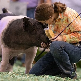 Kansas State Fair to have 2020 Special Edition Livestock Show