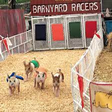 Barnyard Races