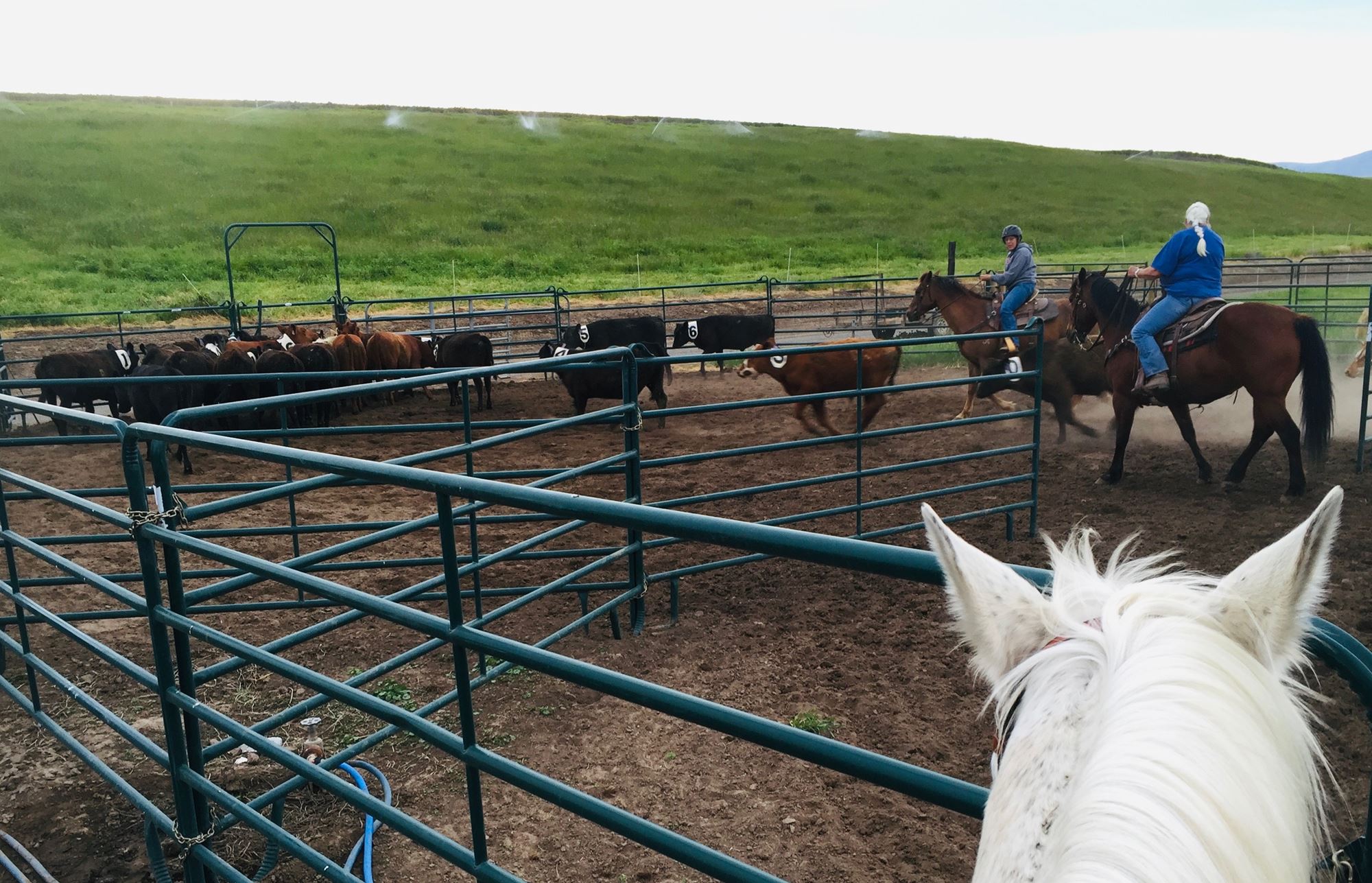 Cattle Ranch Sorting Ranch Sorting